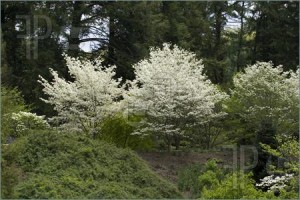 White-Dogwoods-781242